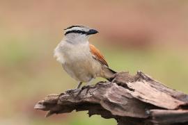 Czagra brązowołbista - Tchagra australis - Brown-crowned Tchagra