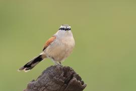 Czagra brązowołbista - Tchagra australis - Brown-crowned Tchagra