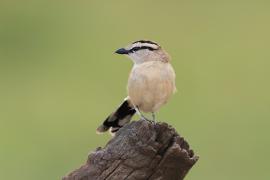 Czagra brązowołbista - Tchagra australis - Brown-crowned Tchagra