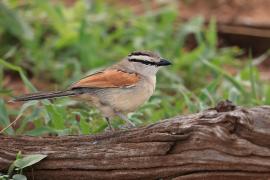 Czagra brązowołbista - Tchagra australis - Brown-crowned Tchagra