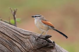 Czagra brązowołbista - Tchagra australis - Brown-crowned Tchagra