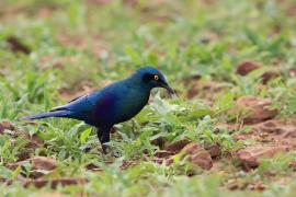 Błyszczak stalowy - Lamprotornis chalybaeus - Greater Blue-eared Starling