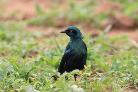Błyszczak stalowy - Lamprotornis chalybaeus - Greater Blue-eared Starling