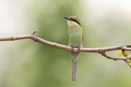 Żołna widłosterna - Merops hirundineus - Swallow-tailed Bee-eater