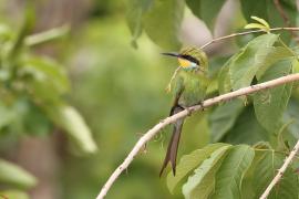 Żołna widłosterna - Merops hirundineus - Swallow-tailed Bee-eater