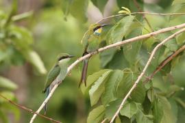 Żołna widłosterna - Merops hirundineus - Swallow-tailed Bee-eater