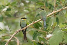 Żołna widłosterna - Merops hirundineus - Swallow-tailed Bee-eater