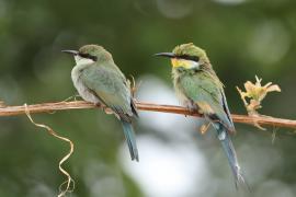 Żołna widłosterna - Merops hirundineus - Swallow-tailed Bee-eater