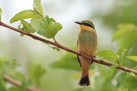 Żołna mała - Merops pusillus - Little Bee-eater