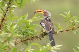Toko czerwonolicy - Tockus leucomelas - Southern Yellow-billed Hornbill
