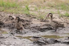 Srebrzanka czerwonodzioba - Anas erythrorhyncha - Red-billed Teal
