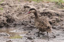 Srebrzanka czerwonodzioba - Anas erythrorhyncha - Red-billed Teal
