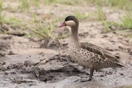 Srebrzanka czerwonodzioba - Anas erythrorhyncha - Red-billed Teal