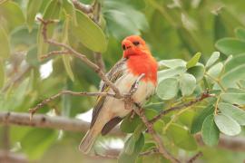 Wikłacz czerwonogłowy - Anaplectes rubriceps - Red-headed Weaver