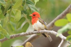Wikłacz czerwonogłowy - Anaplectes rubriceps - Red-headed Weaver