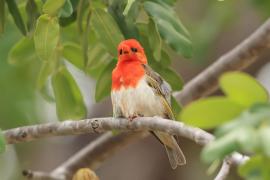 Wikłacz czerwonogłowy - Anaplectes rubriceps - Red-headed Weaver