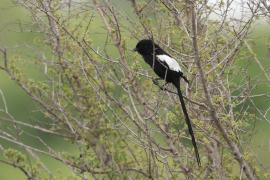 Dzierzba srokata - Lanius melanoleucus - Magpie Shrike