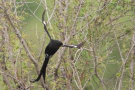 Dzierzba srokata - Lanius melanoleucus - Magpie Shrike