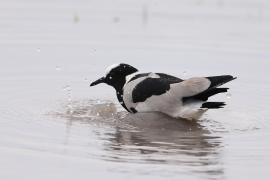 Czajka srokata - Vanellus armatus - Blacksmith Lapwing