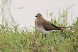 Żwirowiec stepowy - Glareola nordmanni - Black-winged pratincole