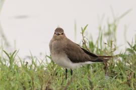 Żwirowiec stepowy - Glareola nordmanni - Black-winged pratincole