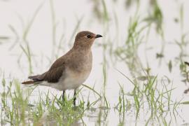 Żwirowiec stepowy - Glareola nordmanni - Black-winged pratincole