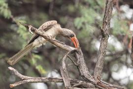 Toko ciemny - Lophoceros bradfieldi - Bradfield's hornbill