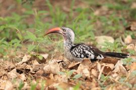 Toko buszmeński - Tockus rufirostris - Southern red-billed hornbill