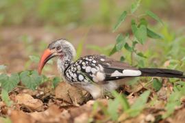 Toko buszmeński - Tockus rufirostris - Southern red-billed hornbill