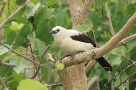 Tymal dwubarwny - Turdoides bicolor - Southern Pied Babble
