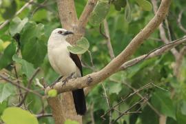 Tymal dwubarwny - Turdoides bicolor - Southern Pied Babble
