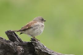 Wróbel blady - Passer diffusus - Southern Grey-headed Sparrow