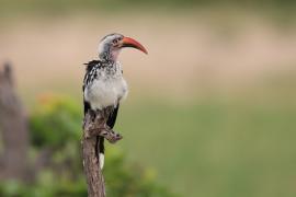 Toko buszmeński - Tockus rufirostris - Southern red-billed hornbill