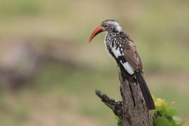 Toko buszmeński - Tockus rufirostris - Southern red-billed hornbill