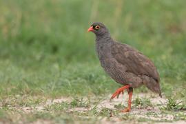 Szponiastonóg krasnodzioby - Pternistis adspersus - Red-billed Francolin