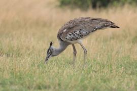 Drop olbrzymi - Ardeotis kori - Kori Bustard
