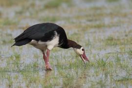 Gęsiec - Plectropterus gambensis - Spur-winged Goose