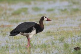 Gęsiec - Plectropterus gambensis - Spur-winged Goose