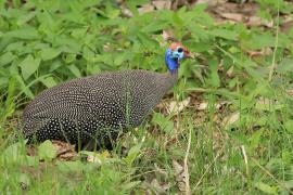 Perlica zwyczajna - Numida meleagris - Helmeted Guineafowl