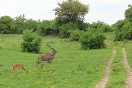 Kudu w Savuti