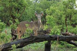 Kudu wielkie