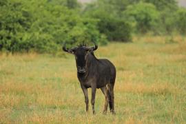 Gnu pregowane