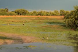 Savuti