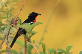Dzierzyk purpurowy - Laniarius atrococcineus - Crimson-breasted Gonolek