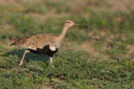 Dropik rdzawoczuby - Lophotis ruficrista - Red-crested korhaan