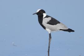 Czajka srokata - Vanellus armatus - Blacksmith Lapwing