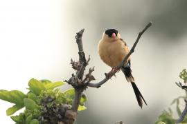 Wdówka królewska - Vidua regia - Shaft-tailed Whydah