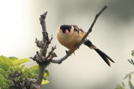 Wdówka królewska - Vidua regia - Shaft-tailed Whydah