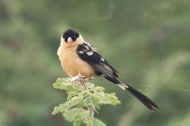 Wdówka królewska - Vidua regia - Shaft-tailed Whydah