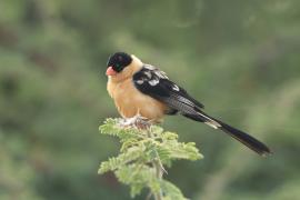 Wdówka królewska - Vidua regia - Shaft-tailed Whydah